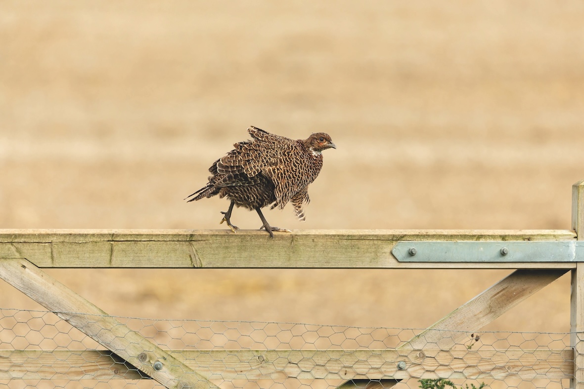 Bird on a gate