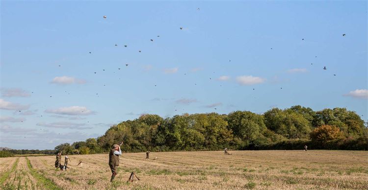 partridge shooting in suffolk