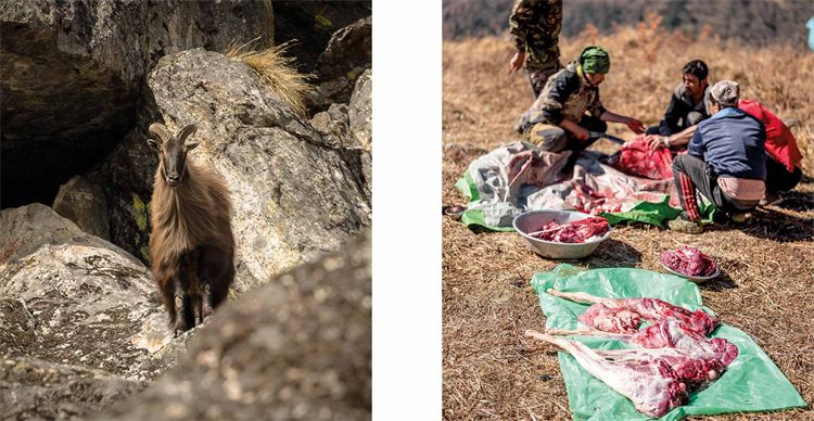 bull tahr hunt