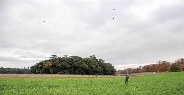 holkham hall shoot