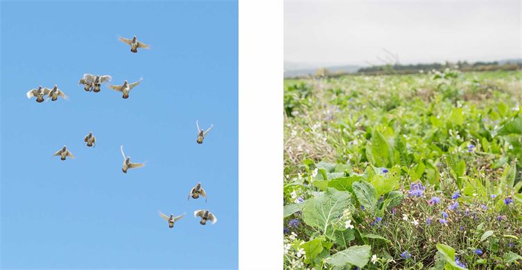 partridges and fields