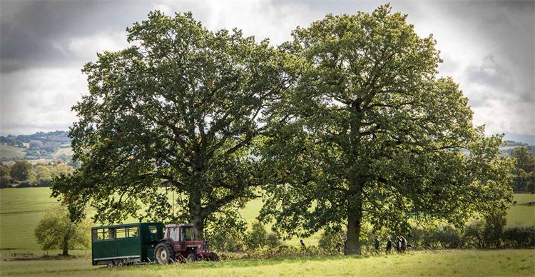 tractor in field