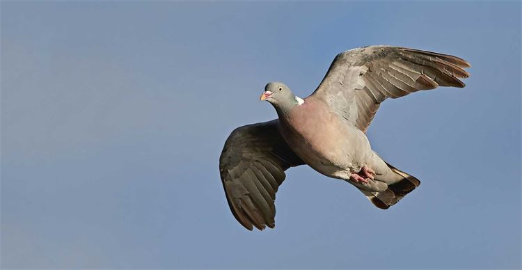 wood pigeon