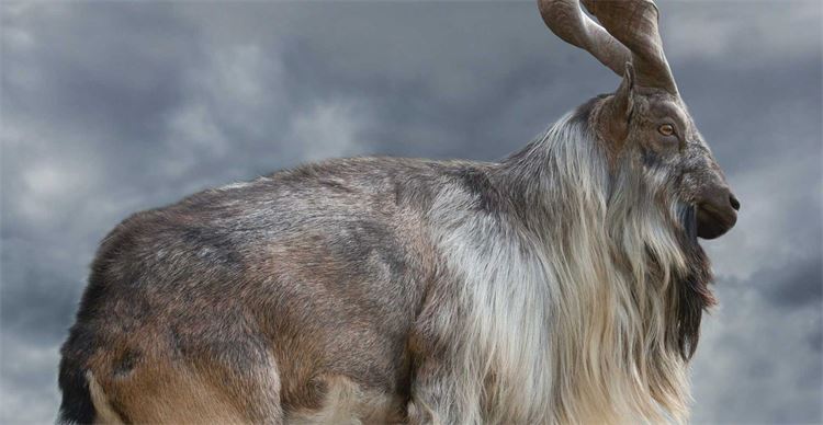 markhor