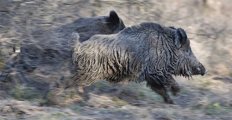 wild boar