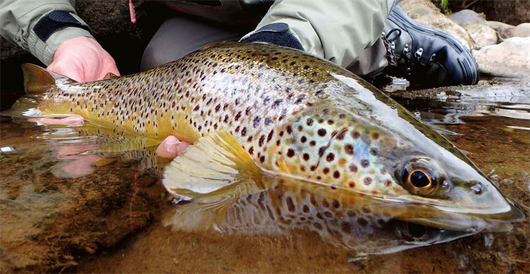 brown trout