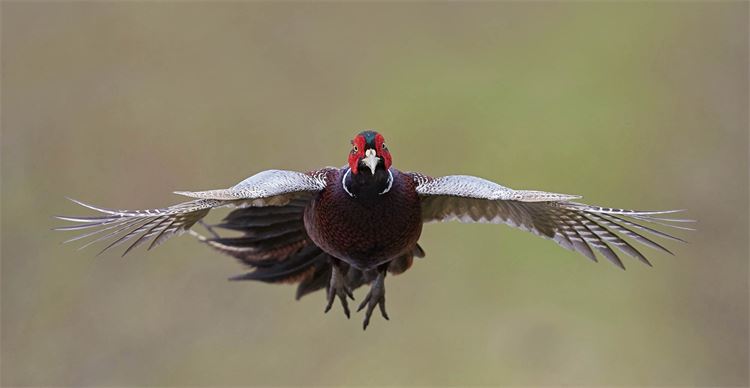 pheasant