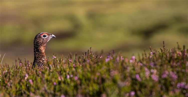 grouse