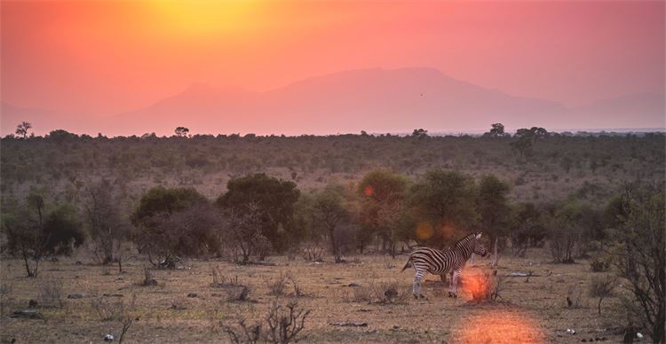 zebra at sunset