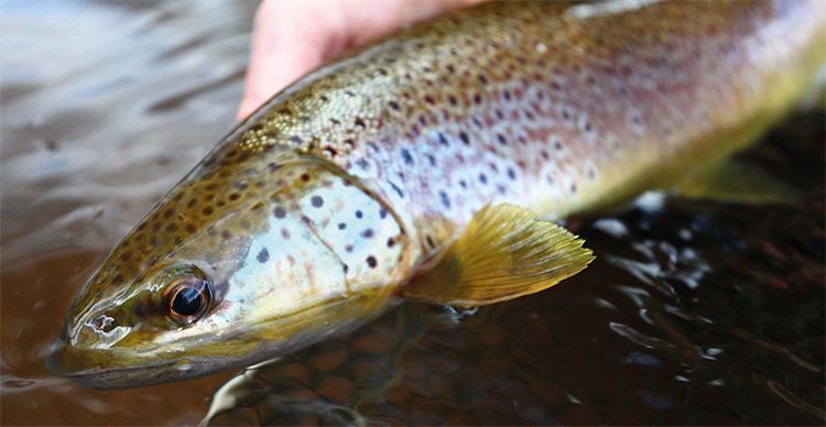 brown trout