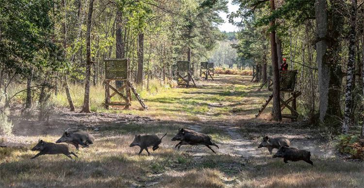 wild boar running