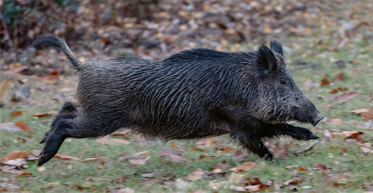 wild boar