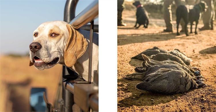 dog-in-truck