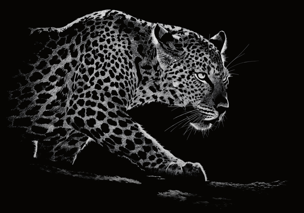 Monochrome drawing of a leopard
