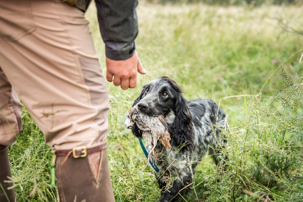 Dog picking-up quail