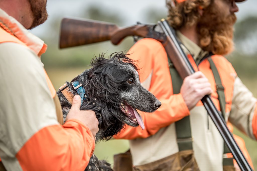 Gundog on a shoot day in Texas