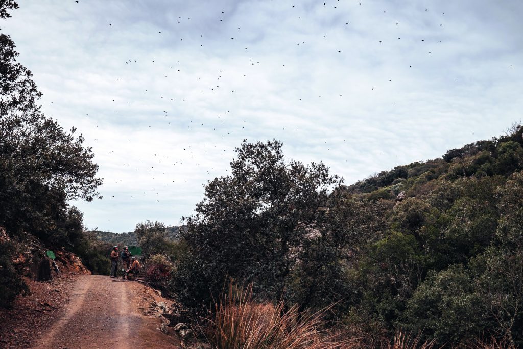 Partridge shooting in Spain