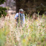 Grey partridge conservation in Scotland
