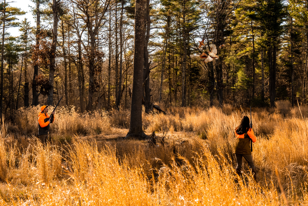 Bobwhite quail hunts in New England