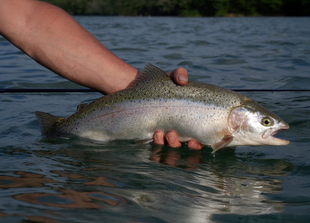 In the land of the marble trout