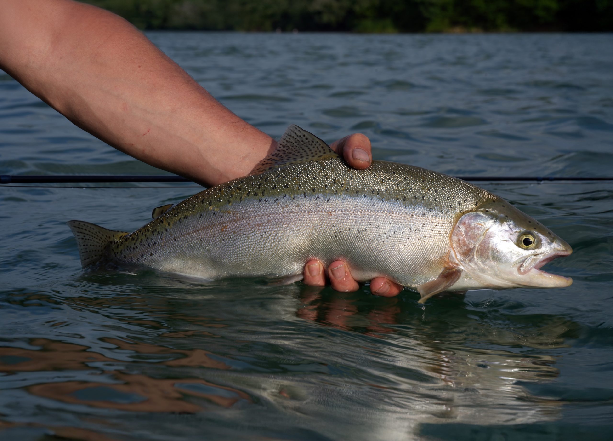 In the land of the marble trout