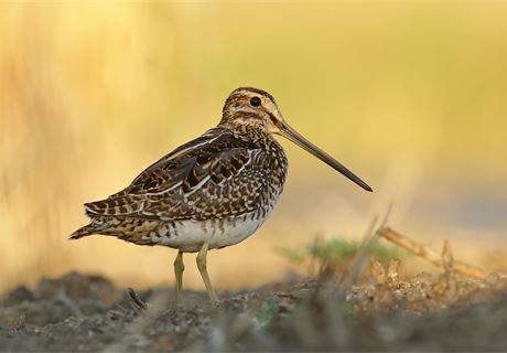 A brace of snipe and a pint of port