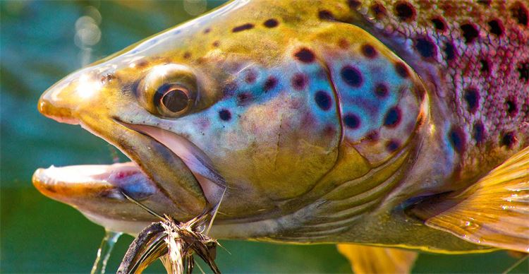trout close up