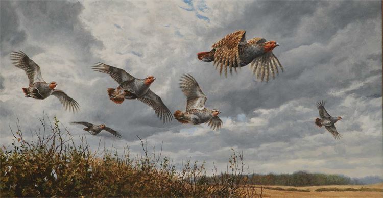 partridges-in-flight