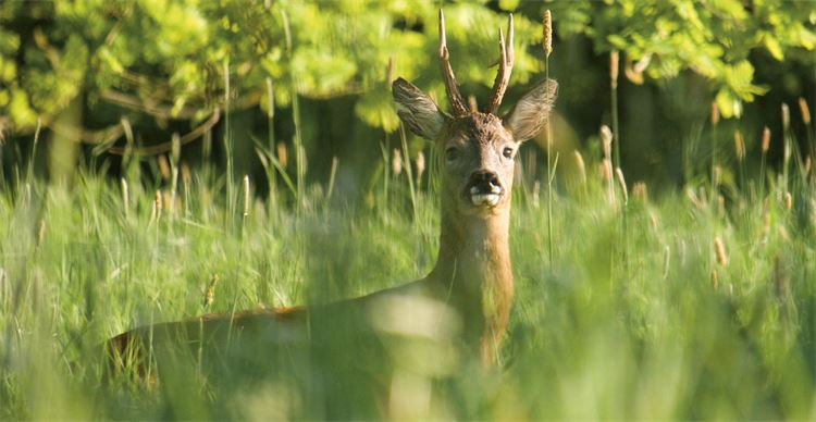 deer-photo