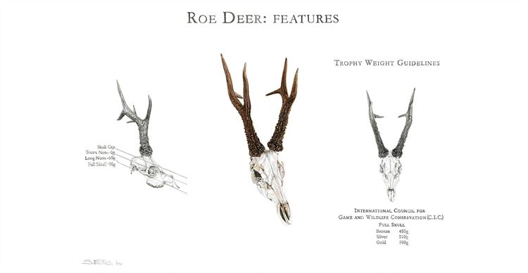roe deer head