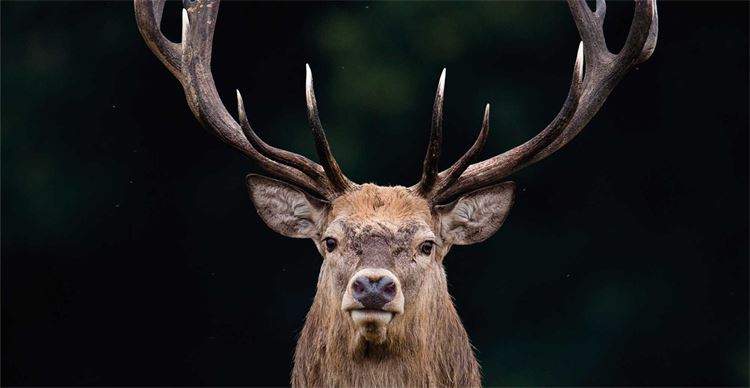 huge red stags