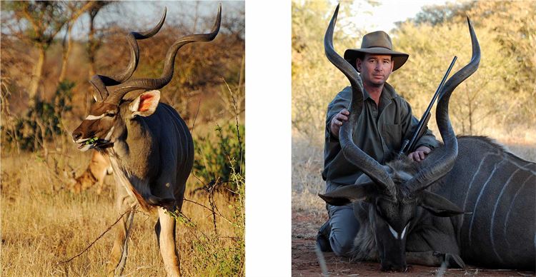 Hunting African spiral-horned antelopes