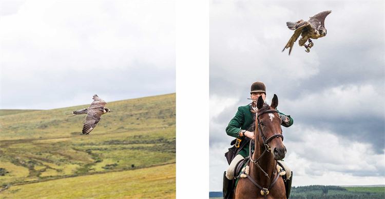 falconry on horseback