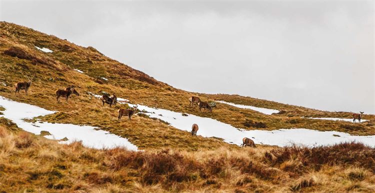 red hind stalking in scotland