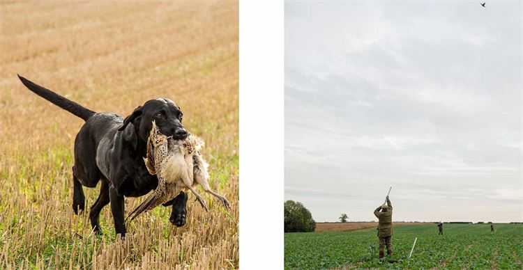 game shooting in lincolnshire