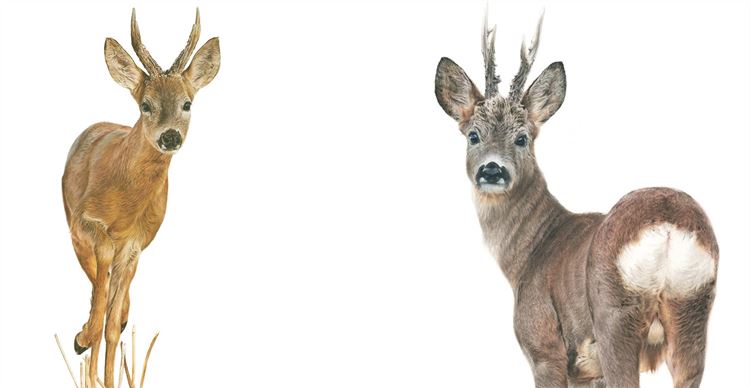 deer drawings by jessica lennox