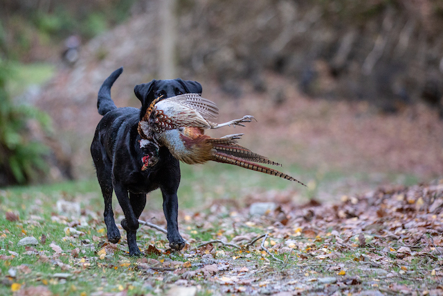 black Labrador carrying a male pheasant bird in its jaws