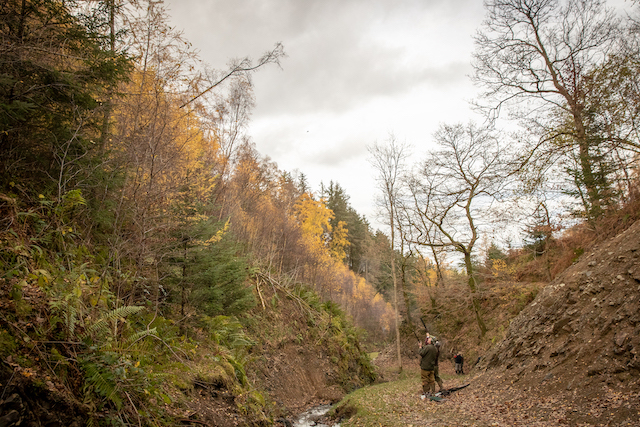 Image of the autumn time, foliage is yellow and brown. There are lots of trees with leaves on the ground. Two men are standing in the bottom right hand corner holding guns, ready to shoot up at the sky